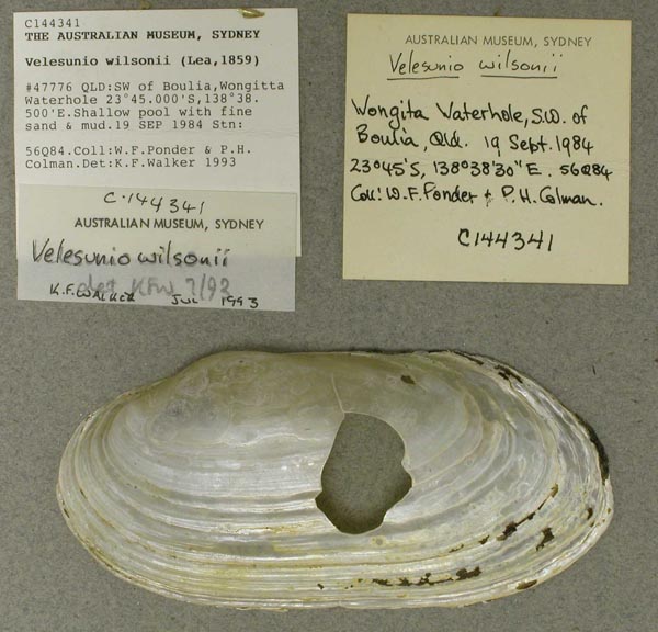specimen