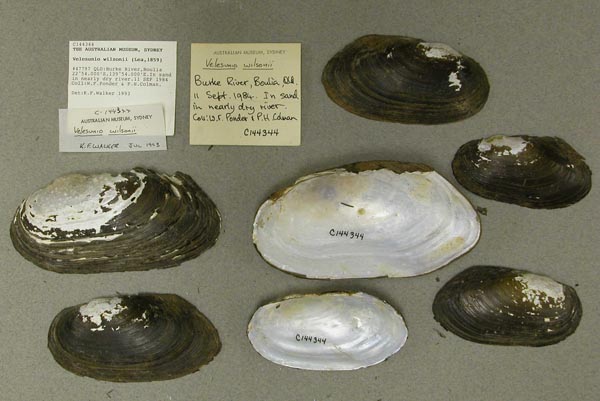 specimen
