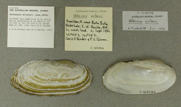 specimen