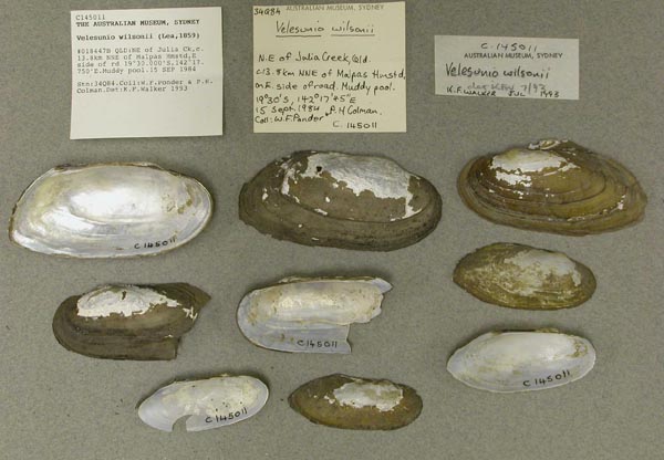 specimen