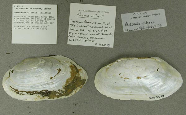 specimen