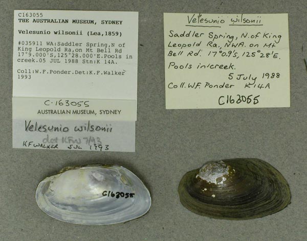 specimen