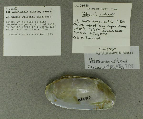 specimen