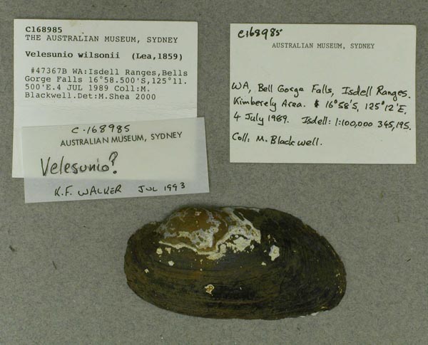 specimen