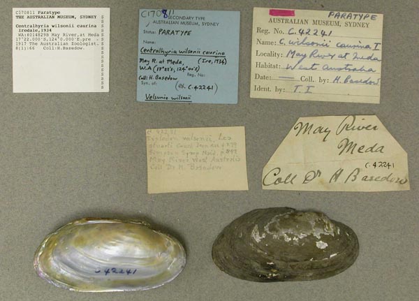specimen