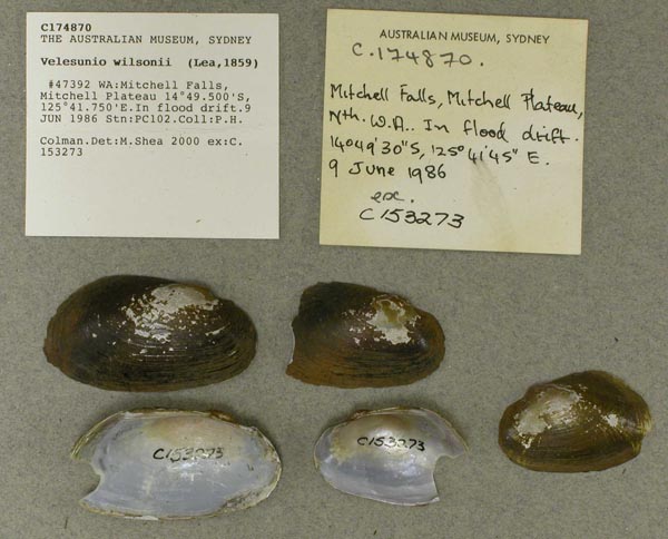 specimen