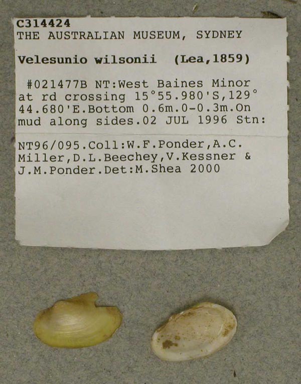 specimen