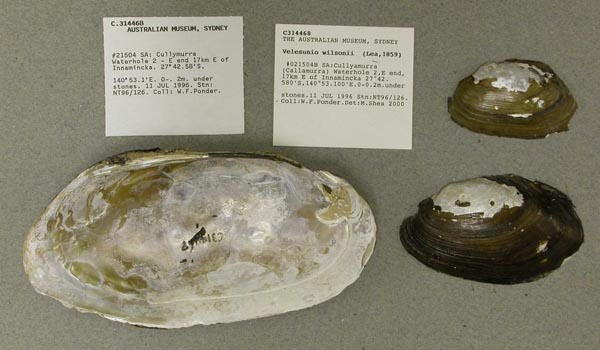 specimen