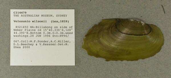 specimen