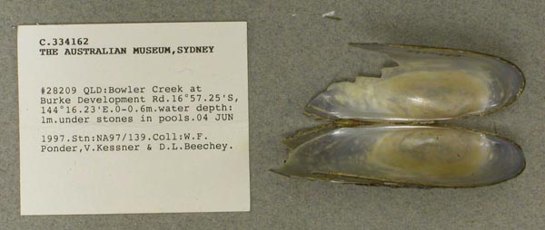 specimen