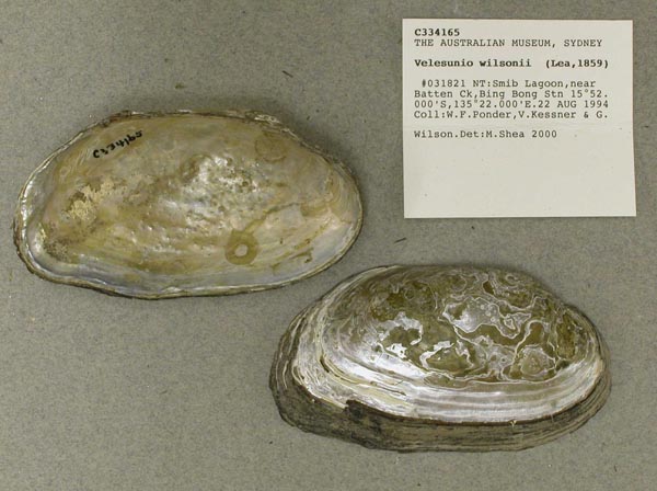 specimen