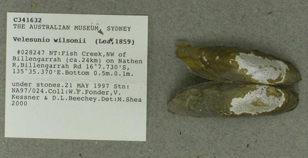 specimen