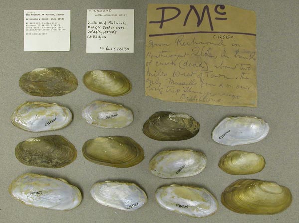 specimen