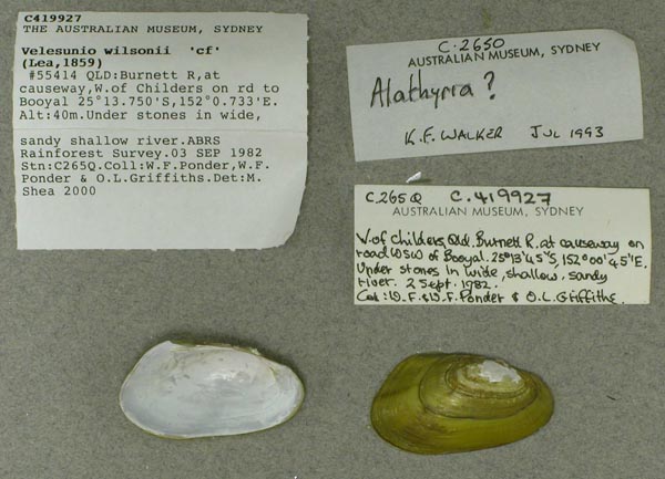 specimen