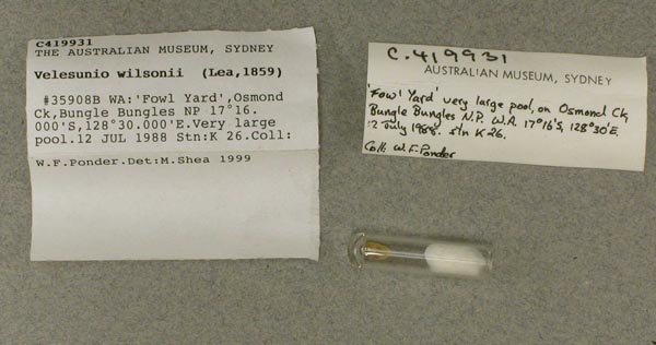 specimen