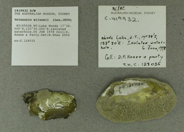 specimen