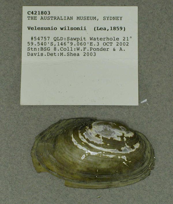 specimen
