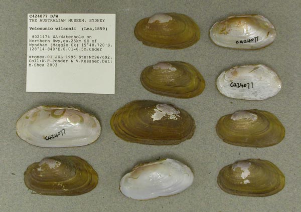 specimen