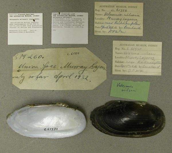 specimen