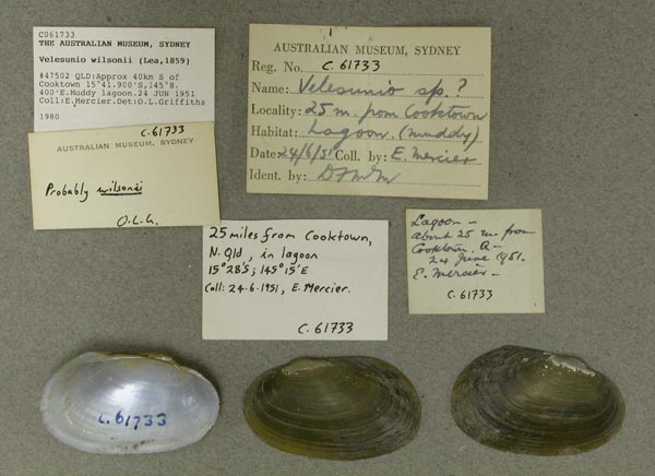 specimen