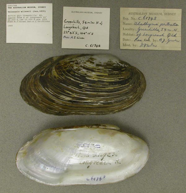 specimen