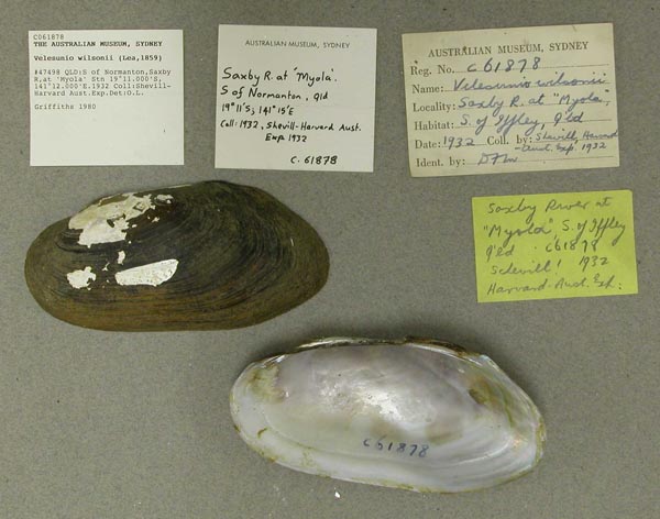 specimen