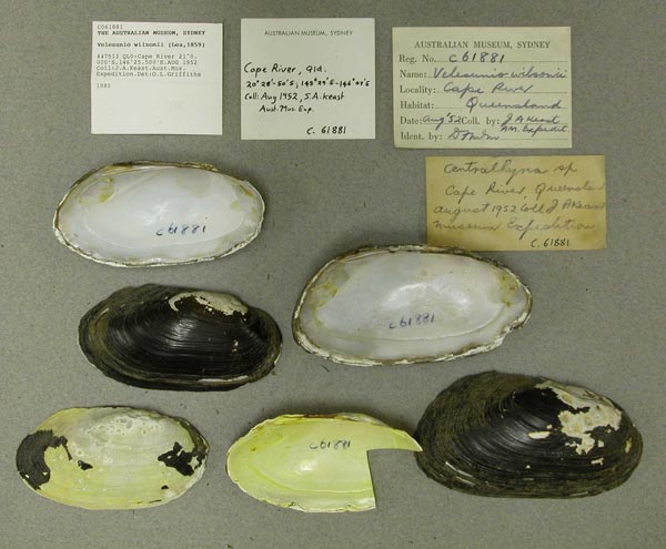 specimen