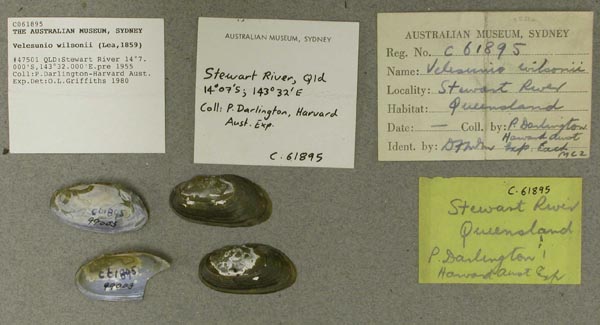 specimen
