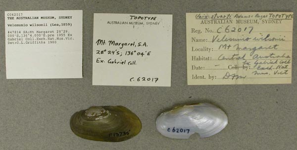 specimen