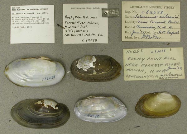 specimen