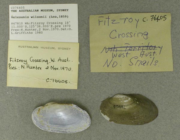 specimen