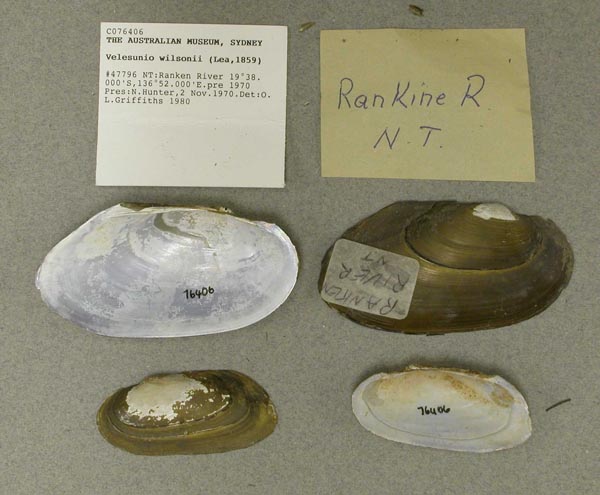 specimen