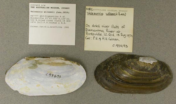 specimen