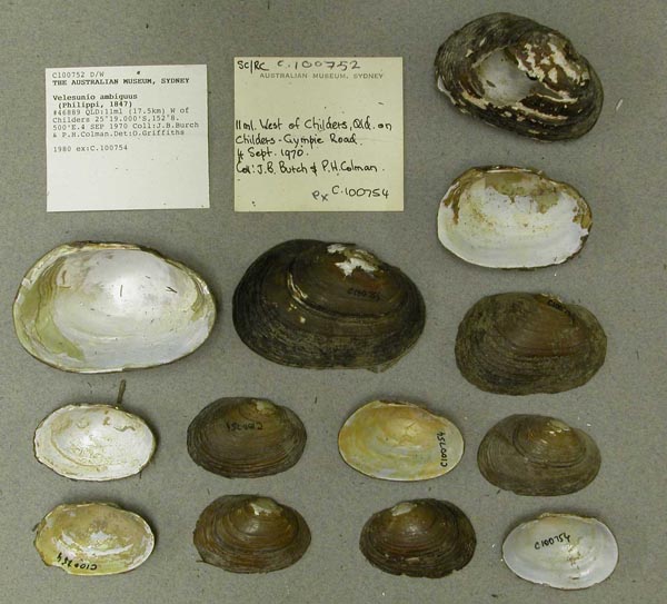 specimen