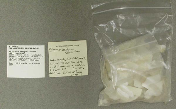 specimen