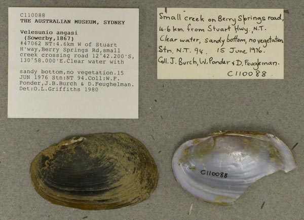 specimen