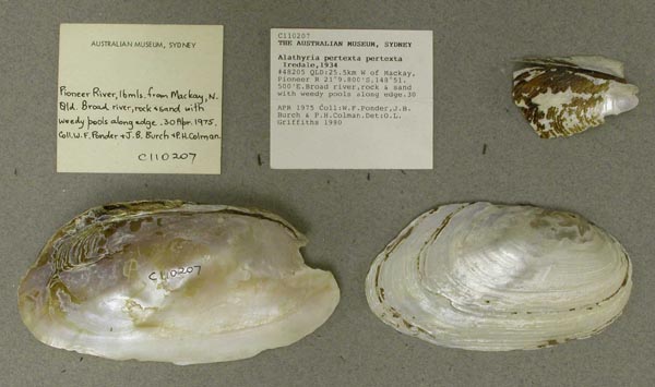 specimen