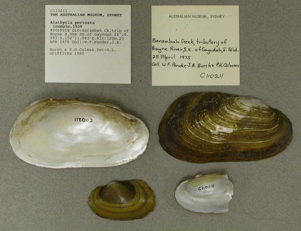 specimen