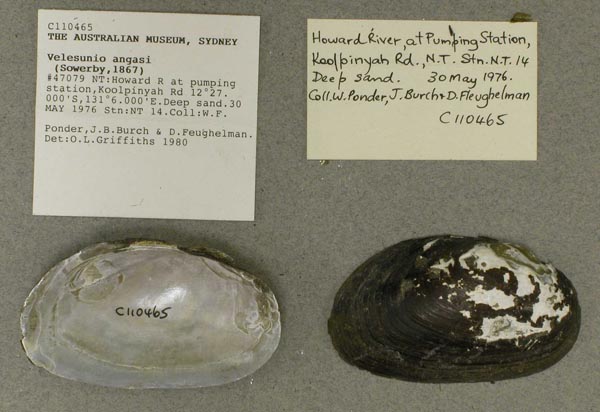 specimen