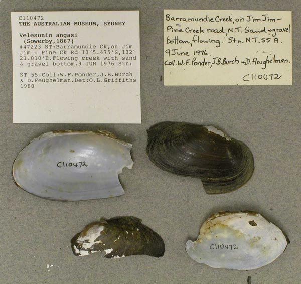 specimen