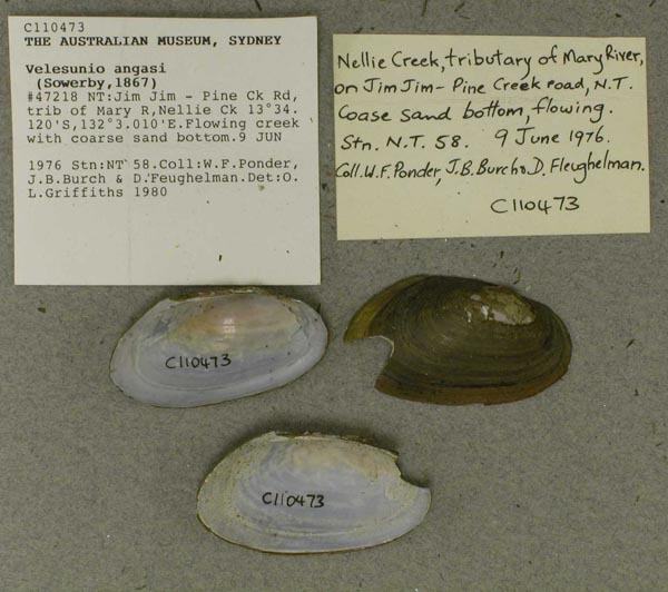 specimen