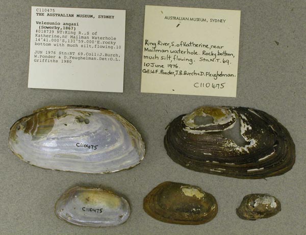 specimen