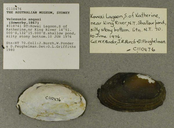 specimen