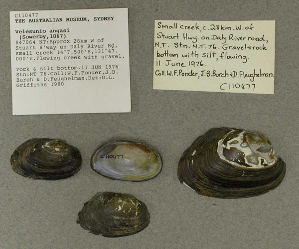 specimen