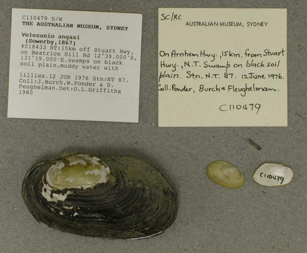 specimen