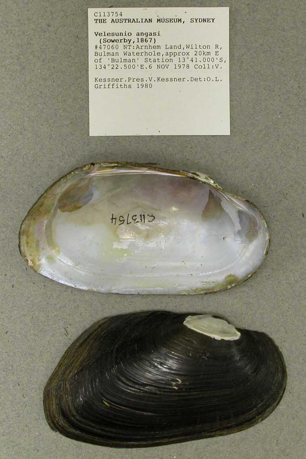 specimen
