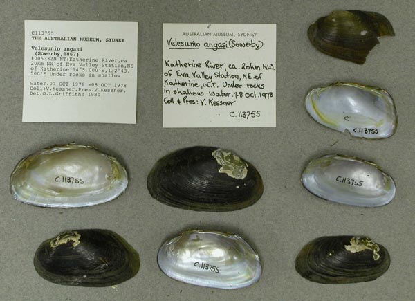 specimen