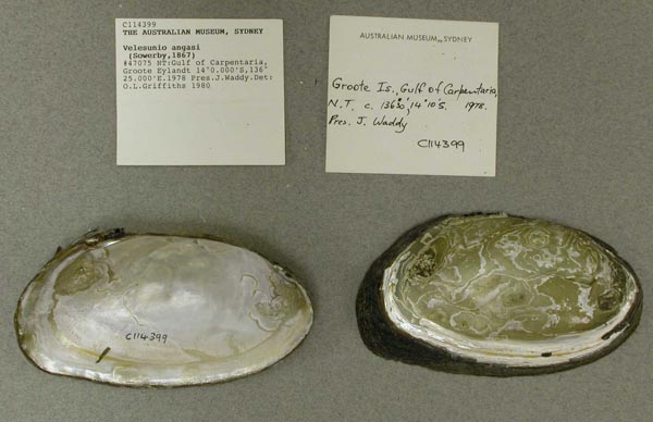 specimen