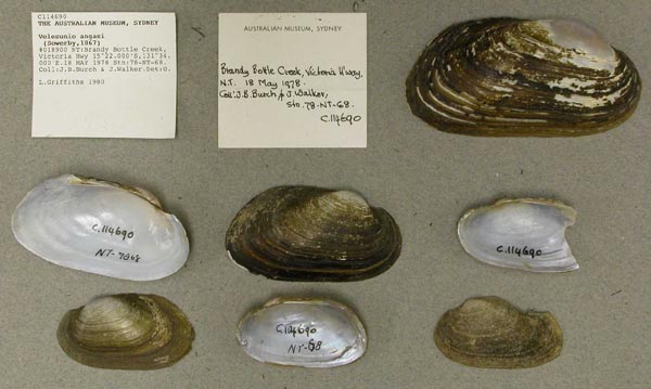 specimen