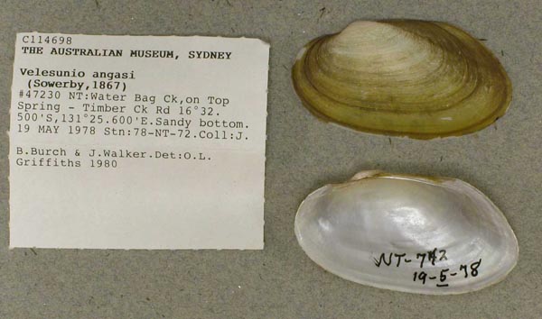 specimen